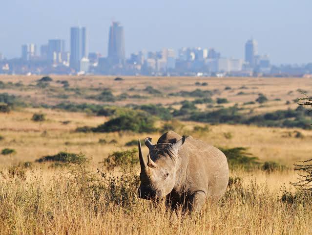 Nairobi photo 1